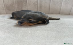 Miniature Dachshund dogs for sale: Gorgeous Long &short haired mini dachshund puppies - Image 8