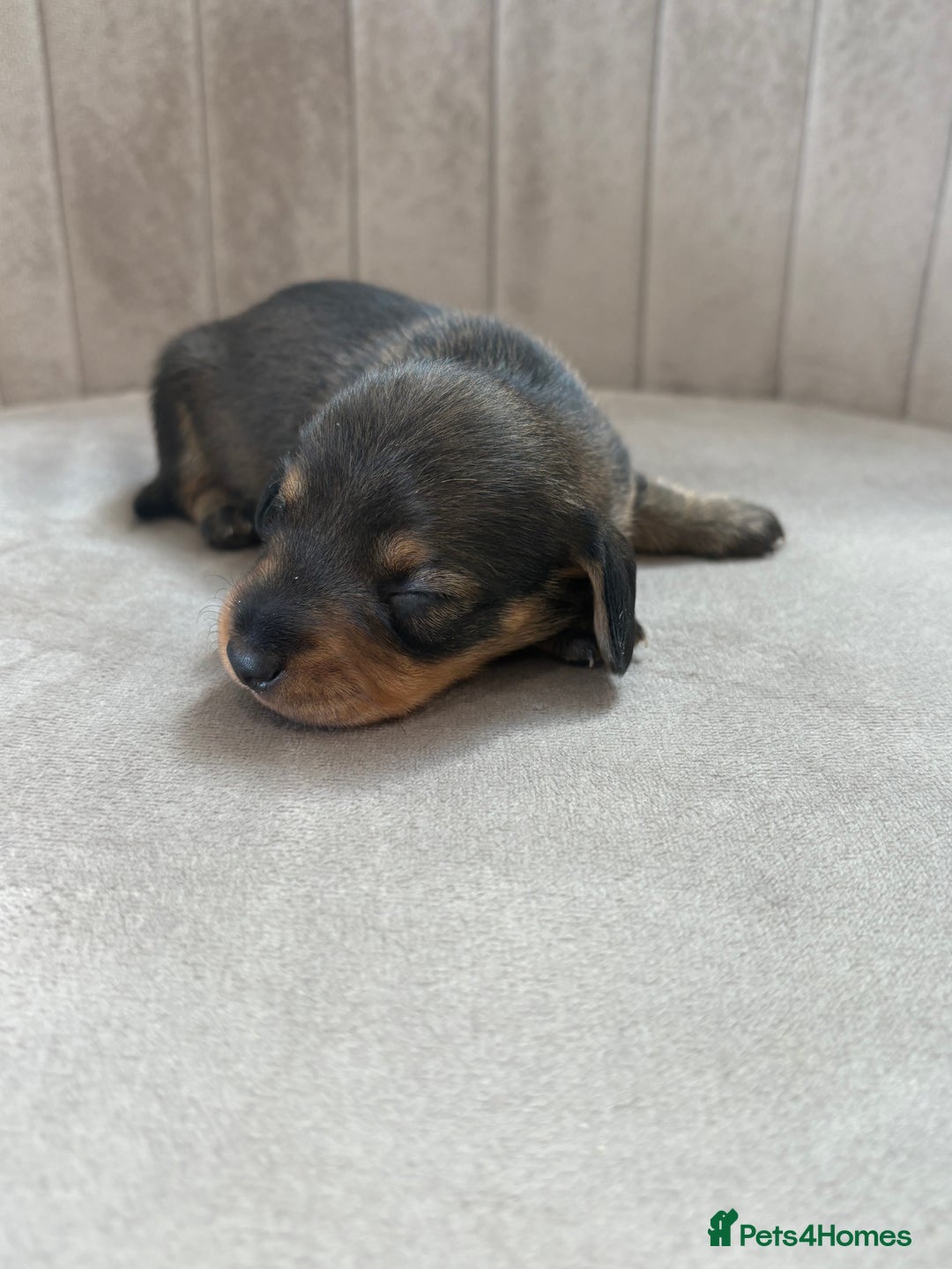 Miniature Dachshund dogs for sale: Gorgeous Long &short haired mini dachshund puppies - Image 8