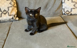 Mixed Breed cats for sale: 3 Black/brown striped Tabby cross Kittens  - Image 2
