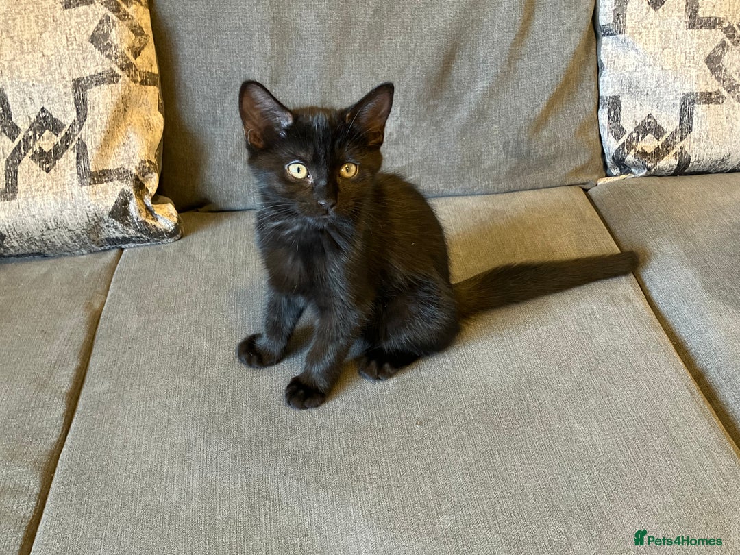 Mixed Breed cats for sale: 3 Black/brown striped Tabby cross Kittens  - Image 2