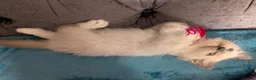 Ragdoll cats for sale: 💙GCCF 💙💛Ragdoll blue point mitted kittens  - Advert 22