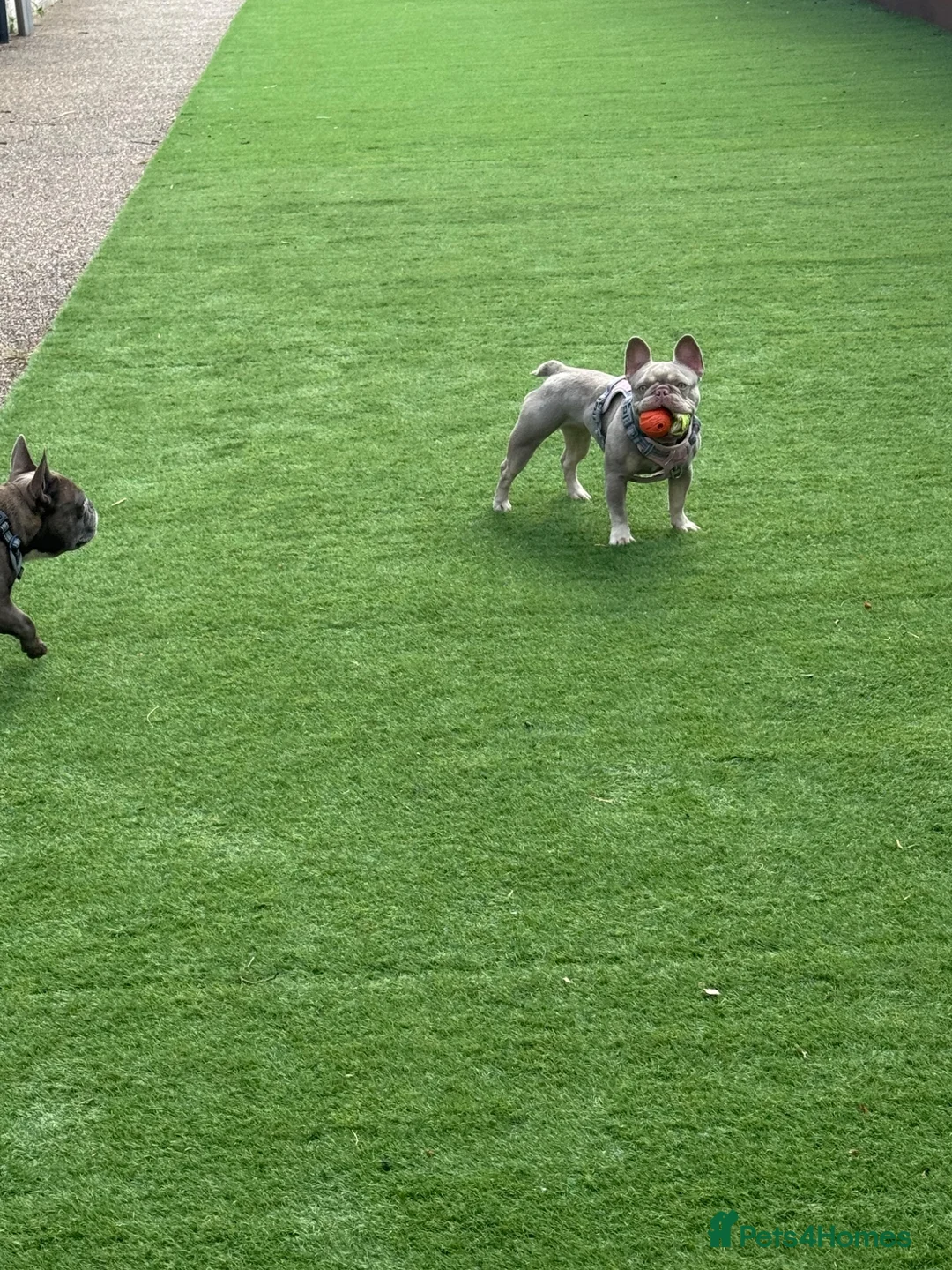 French Bulldog dogs for sale: Ruby – Frenchie, 2 yrs, KC Reg, looking for a home - Advert 4