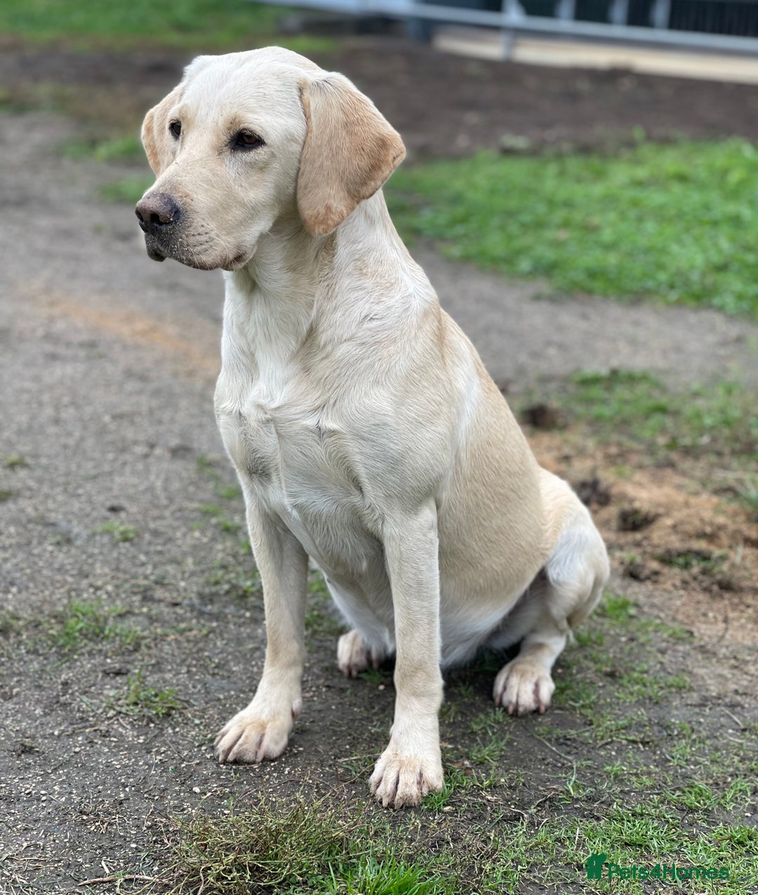 Labrador Retriever dogs for sale: Amazing KC Labradors fully health tested parents  - Advert 6