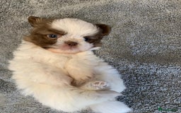 Shih Tzu dogs for sale: Shih Tzu puppies ready 27 th August  - Image 3