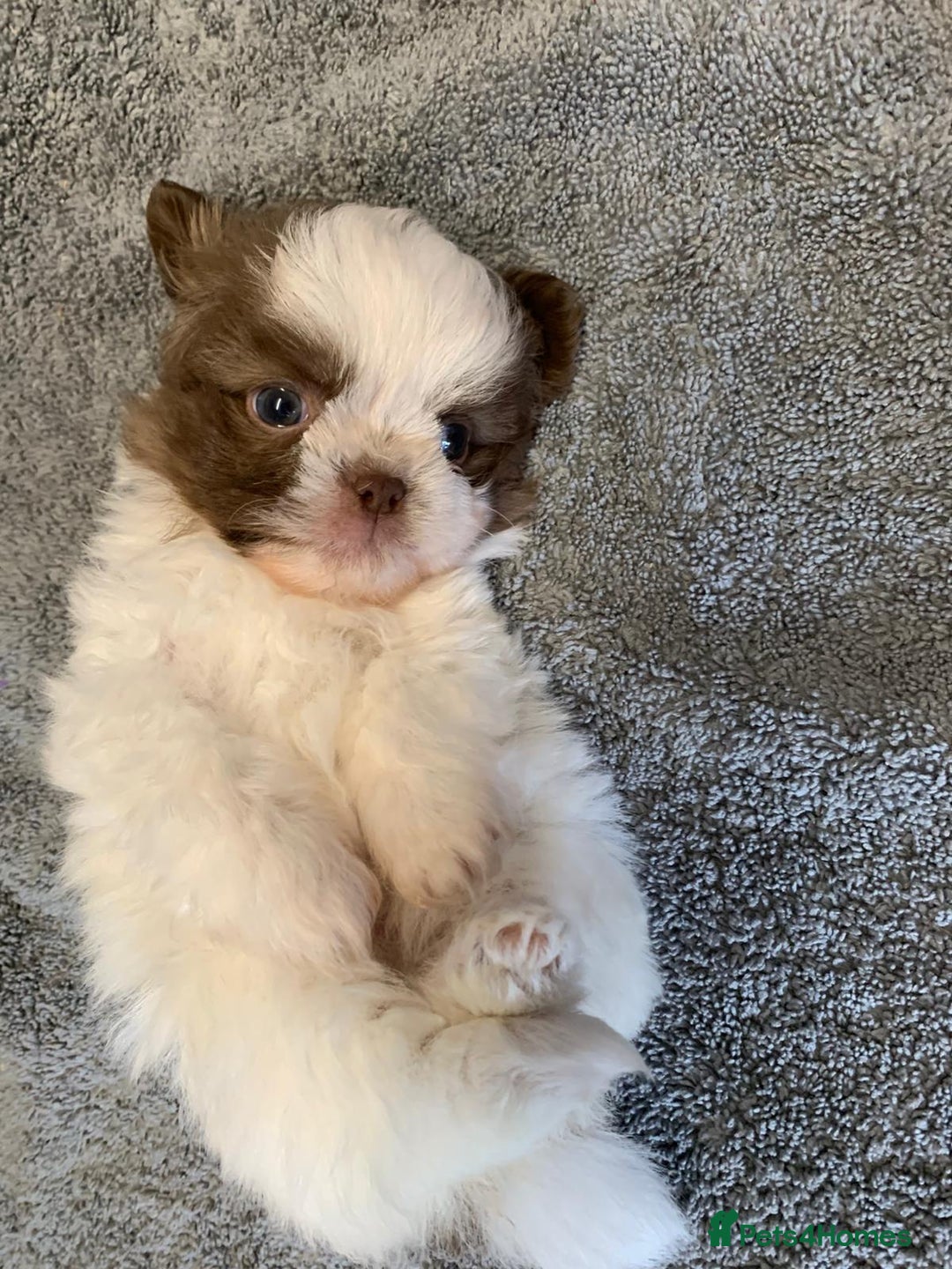 Shih Tzu dogs for sale: Shih Tzu puppies ready 27 th August  - Image 3