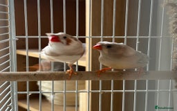 Finches birds for sale: Two pairs of finches  - Image 3