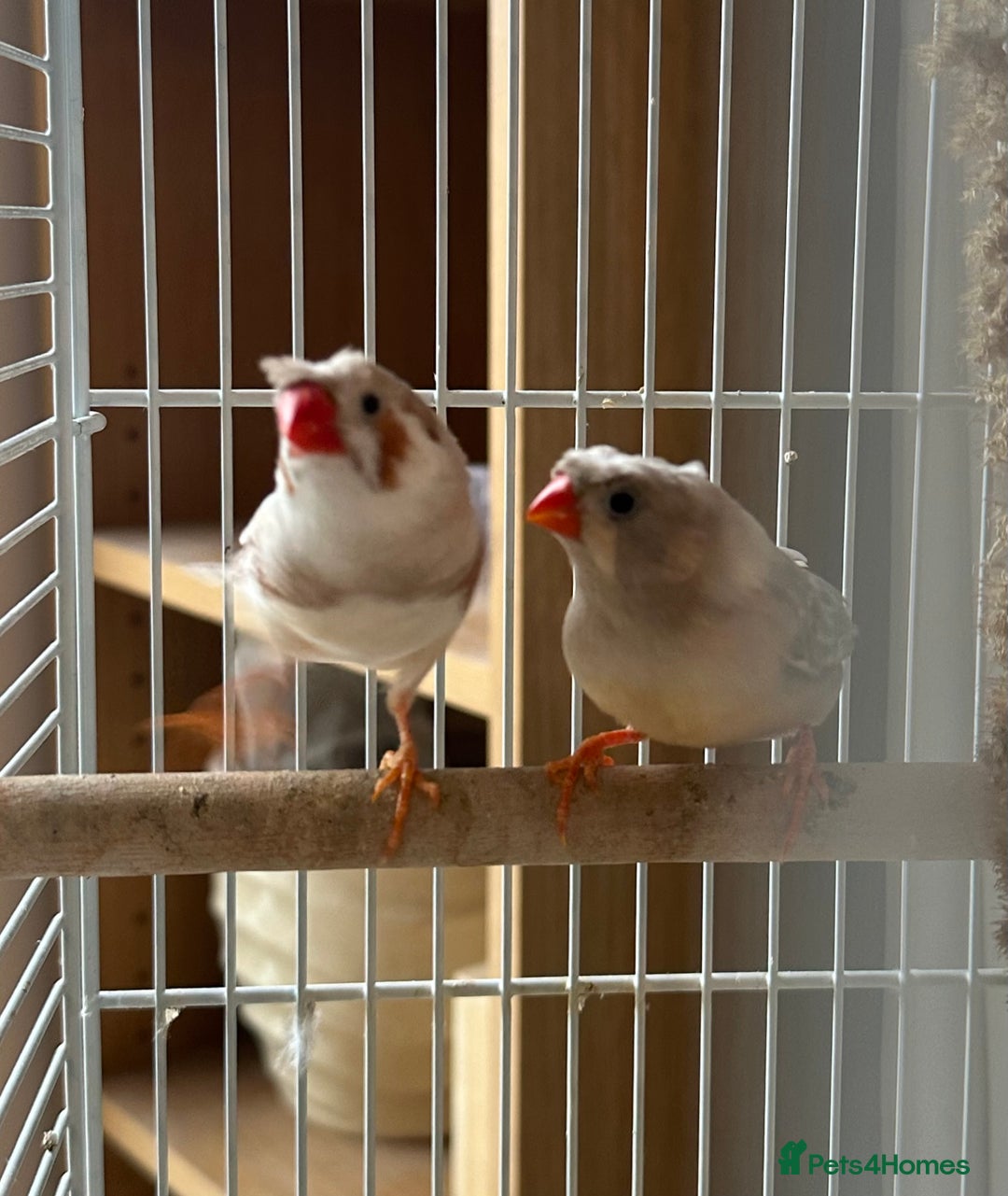 Finches birds for sale: Two pairs of finches  - Image 3