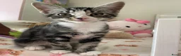 Mixed Breed cats for sale: Kittens for sale in Feltham - Advert 3