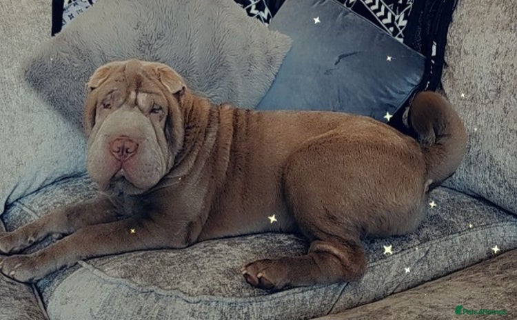 Shar Pei dogs - Advert 8