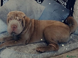 Shar Pei dogs - Advert 5