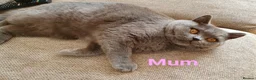 British Shorthair cats for sale: British Shorthair Girls, GCCF, VACCINATED - Advert 5