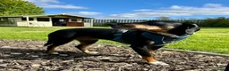 Mixed Breed dogs for adoption: Loving Millie ❤️  in Carlisle - Advert 2