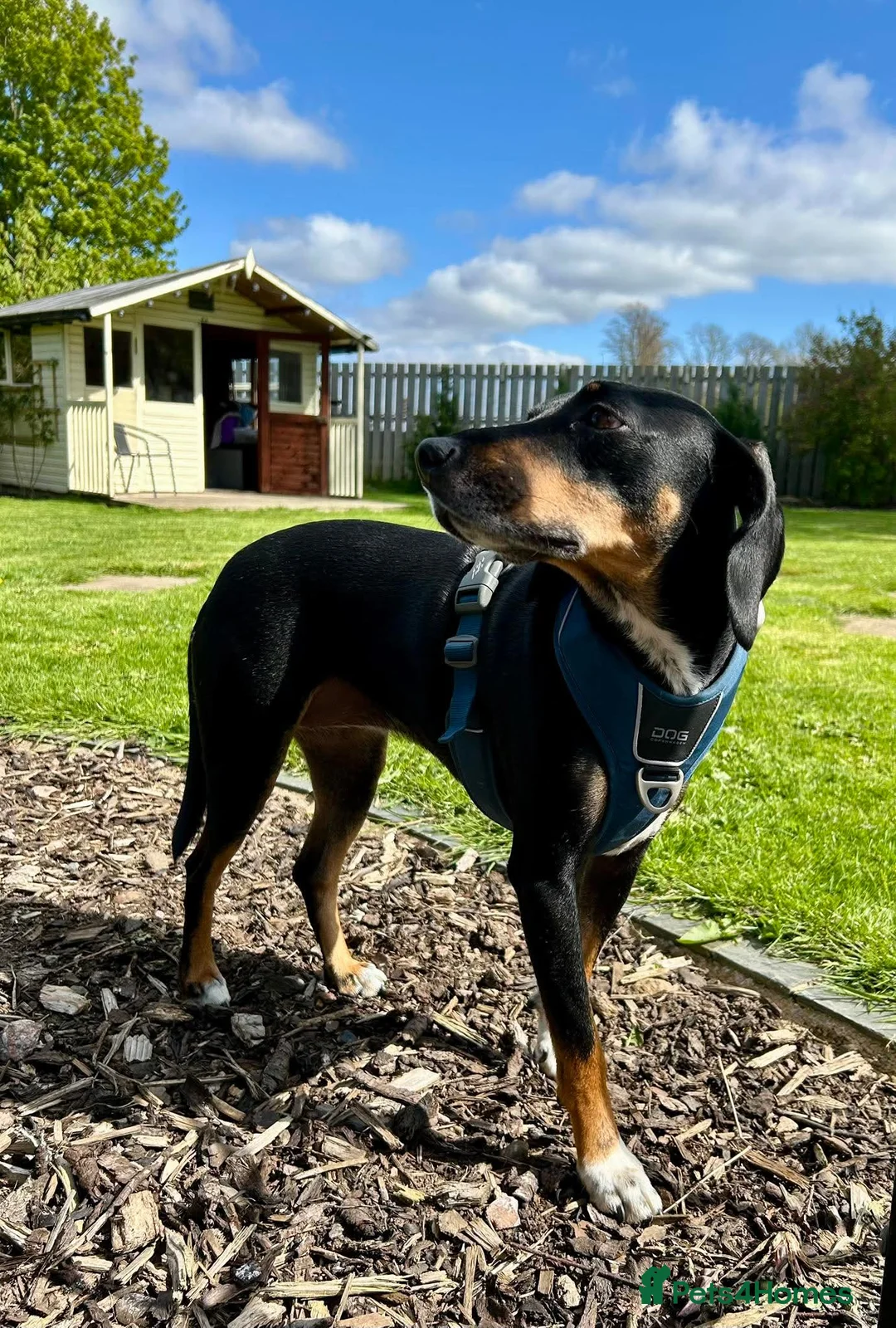 Mixed Breed dogs for adoption: Loving Millie ❤️  in Carlisle - Advert 2