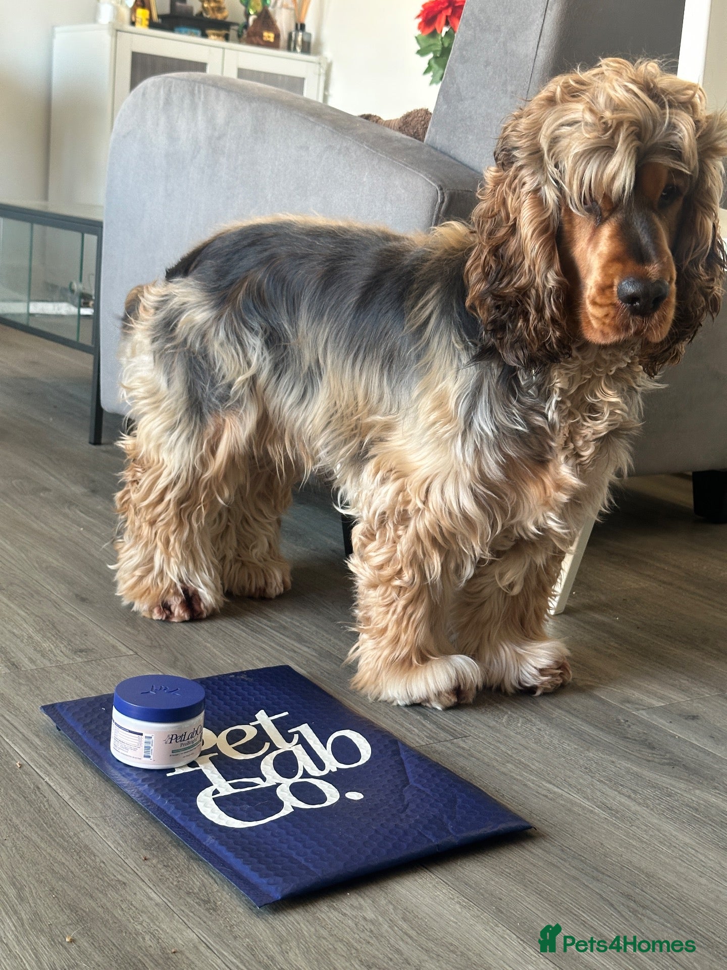 Cocker Spaniel dogs Handsome Mr Leo looking for his adorable Lily - Advert 3