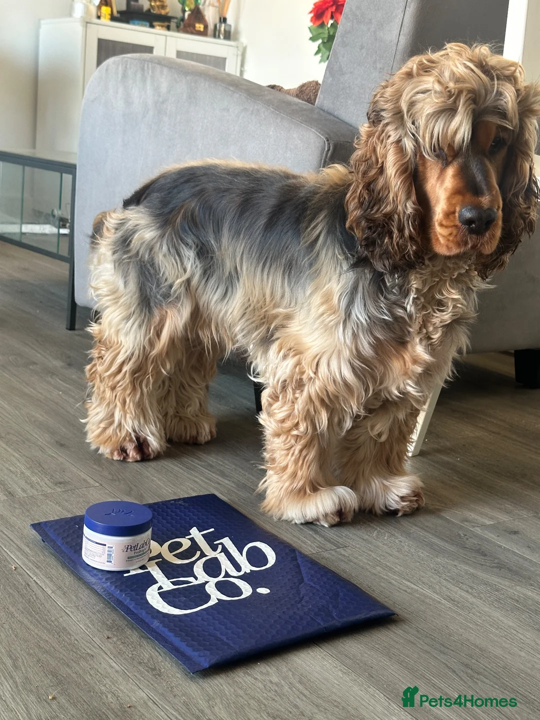 Cocker Spaniel dogs for stud: Handsome Mr Leo looking for his adorable Lily in Maidenhead - Advert 1