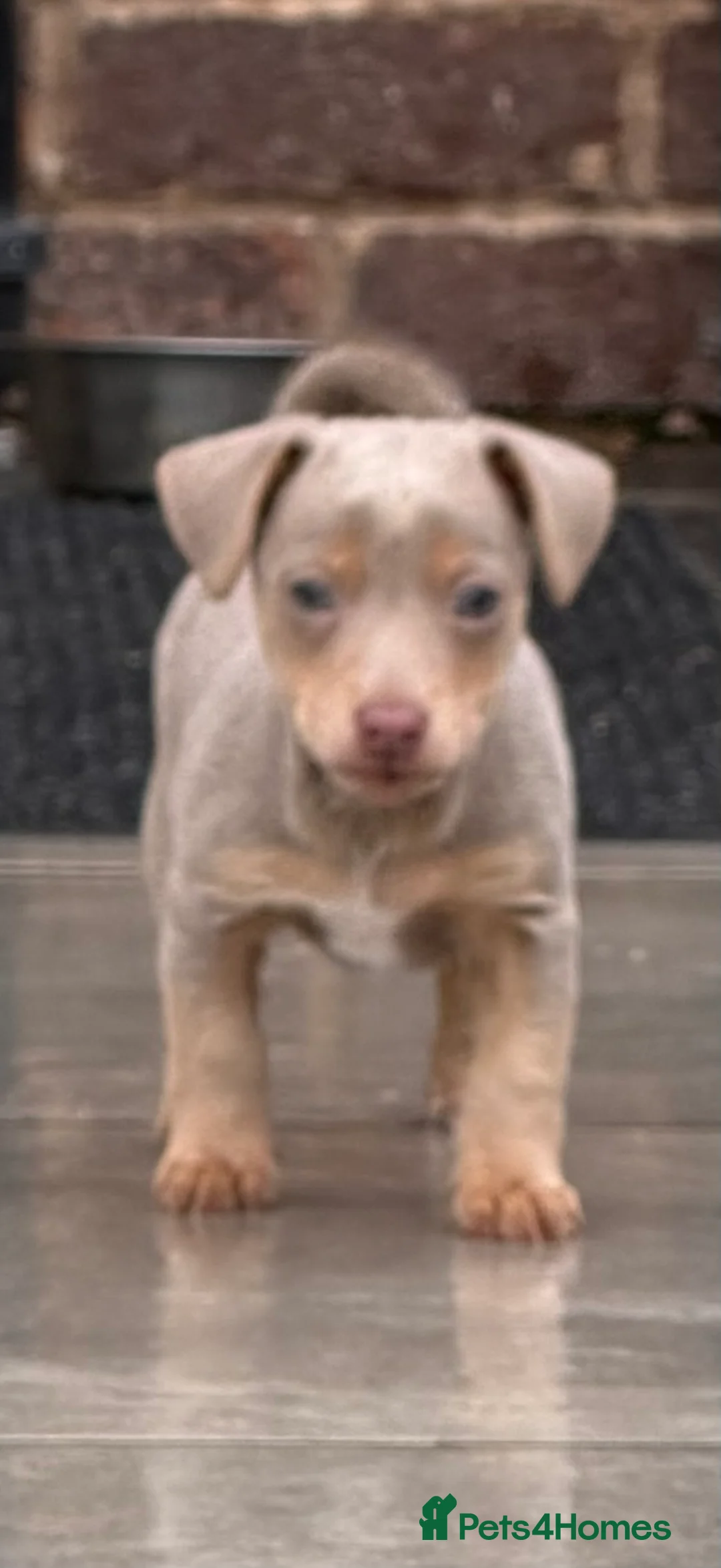 Jack Russell dogs for stud: DONJACKS RANGER - imported lilac & tan stud dog in Doncaster - Advert 29