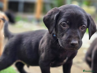 Labrador Retriever dogs Beautiful Labradors. Ready to go! - Advert 7