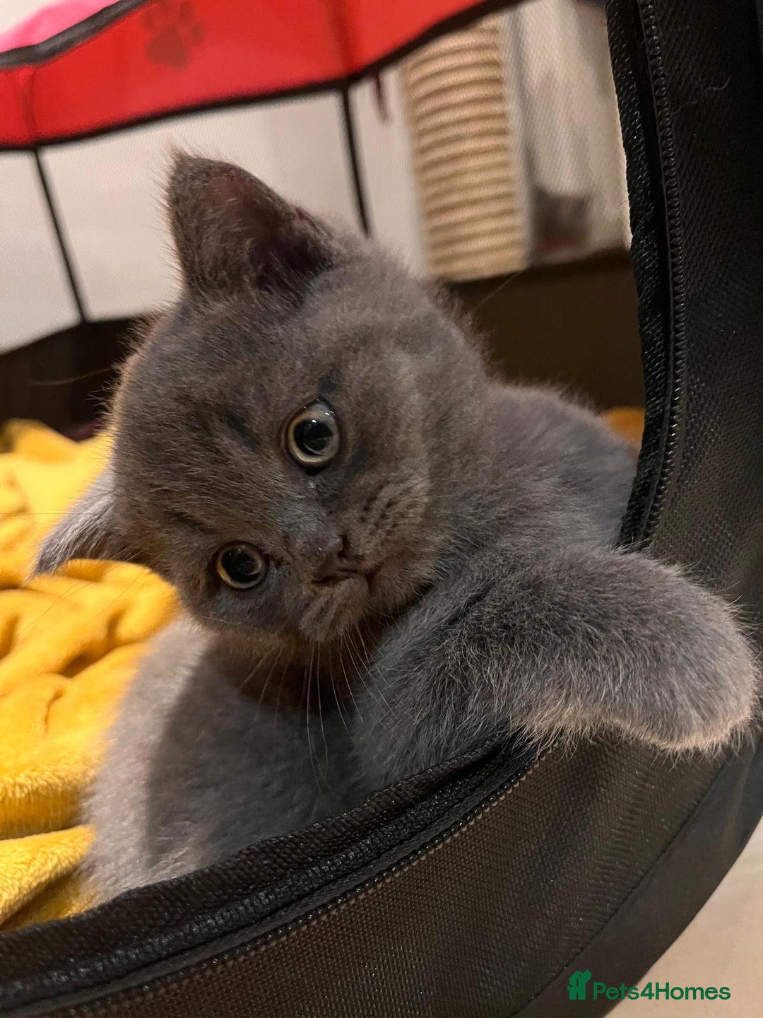 British Shorthair cats for sale: Pedigree BSH fluff balls  - Advert 10