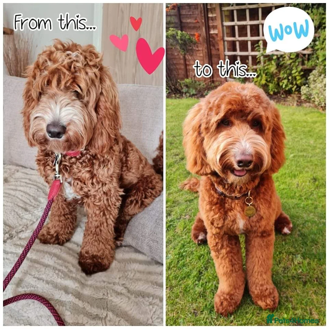 Miniature Poodle dogs for stud: Stunning Sable F1 Cockapoo DNA tested 100% success in Cannock - Advert 7