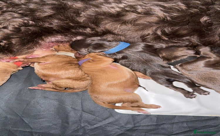 Cockapoo dogs - Advert 9