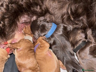 Cockapoo dogs for sale - Advert 1