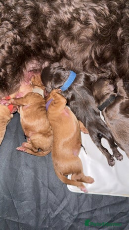 Cockapoo dogs - Advert 9