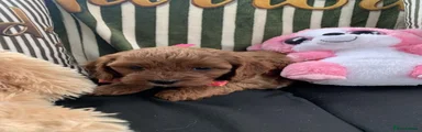 Cavapoo 1