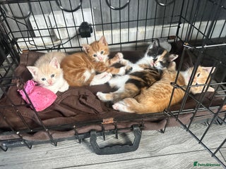 Mixed Breed cats Kittens ready now - Advert 1