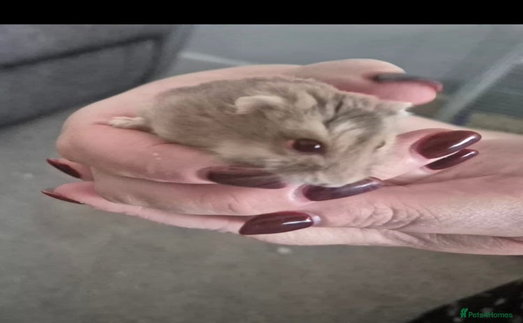 Hamster rodents - Advert 8
