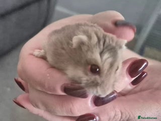 Hamster rodents - Advert 1