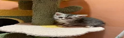 Mixed Breed cats for sale: Lovely kittens - Advert 7