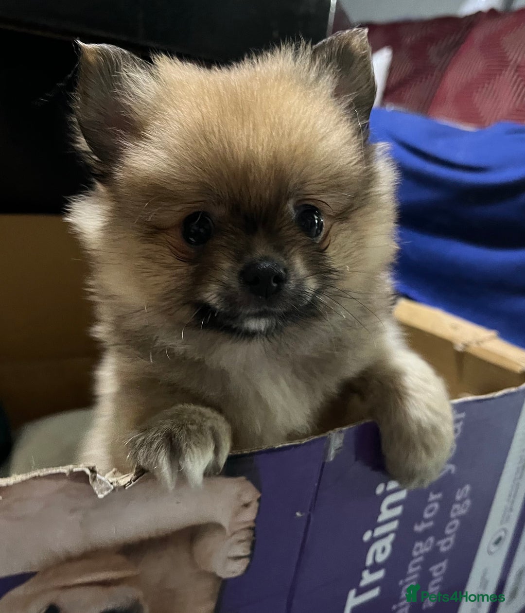Pomeranian dogs for sale: Pom puppy for sale  - Image 8
