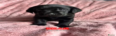 Koko Bear