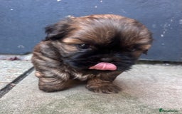 Shih Tzu dogs for sale: ShihTzu  - Image 4