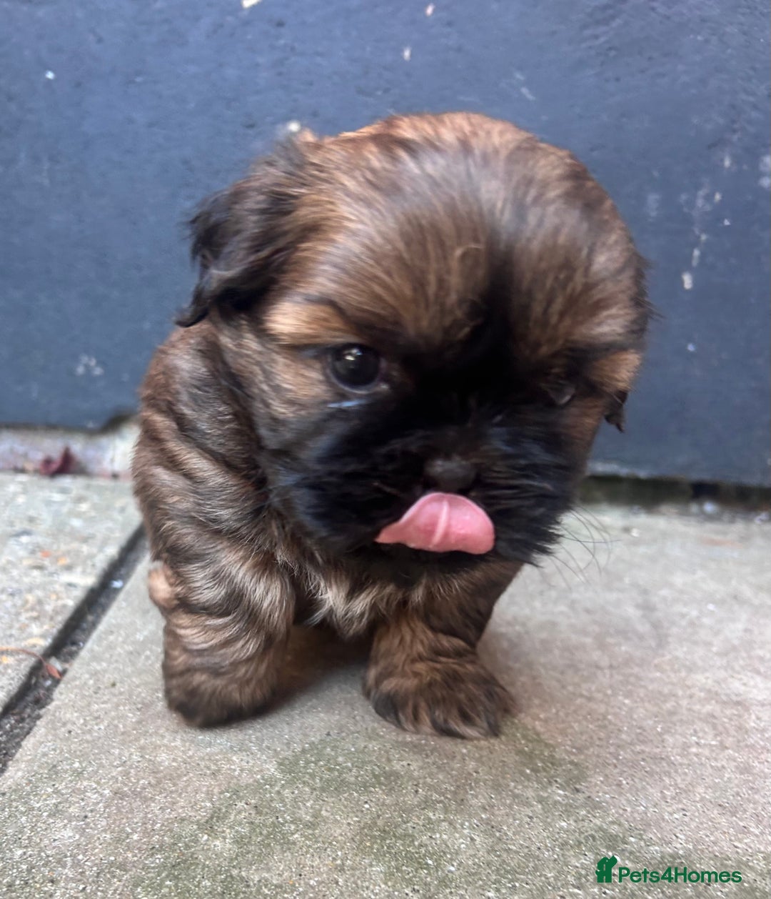 Shih Tzu dogs for sale: ShihTzu  - Image 4