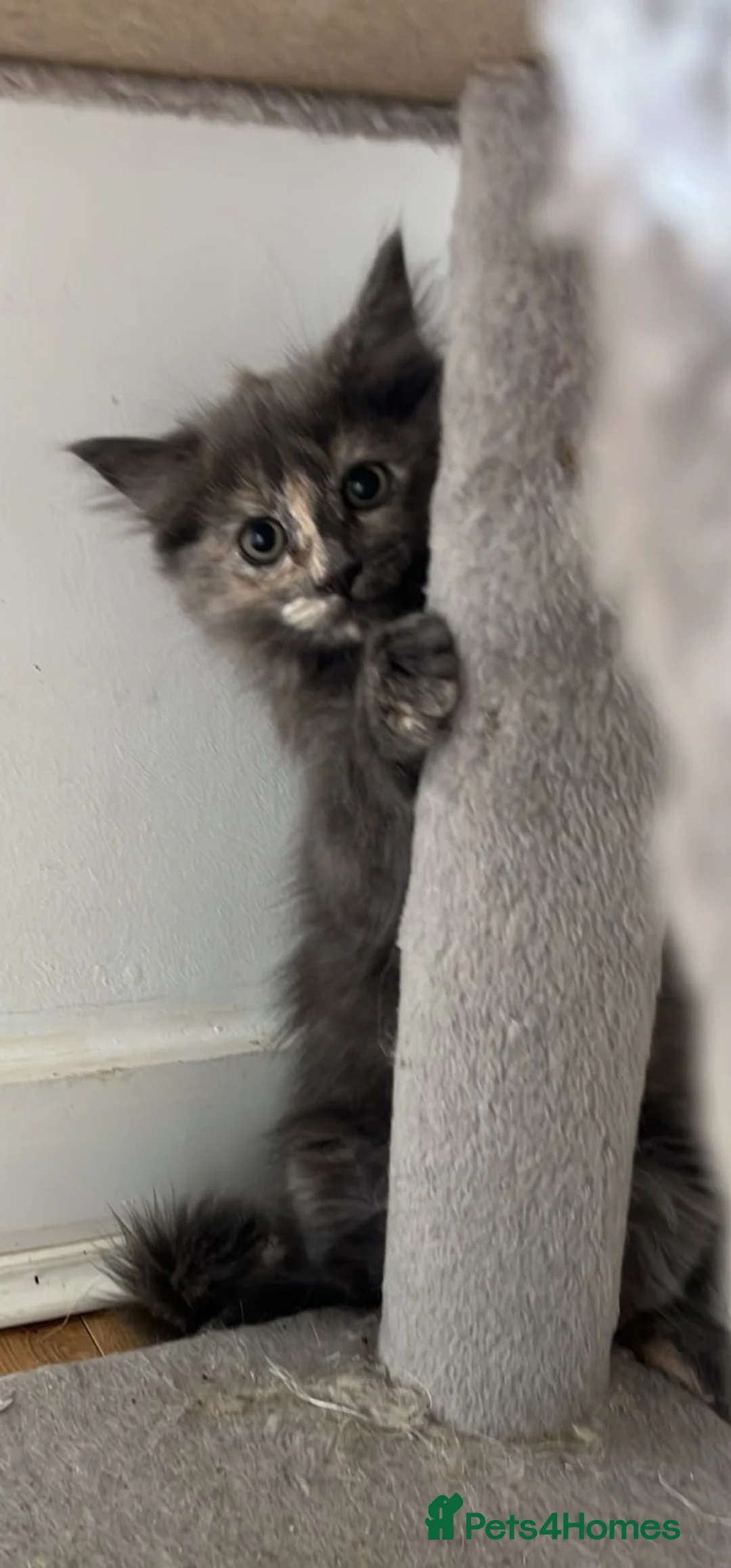 Mixed Breed cats for sale: Mix maine coon and ragdoll  - Advert 2