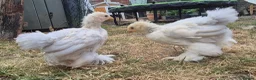 Chickens poultry for sale: Trio of Porcelain Pekin Bantams  - Advert 6