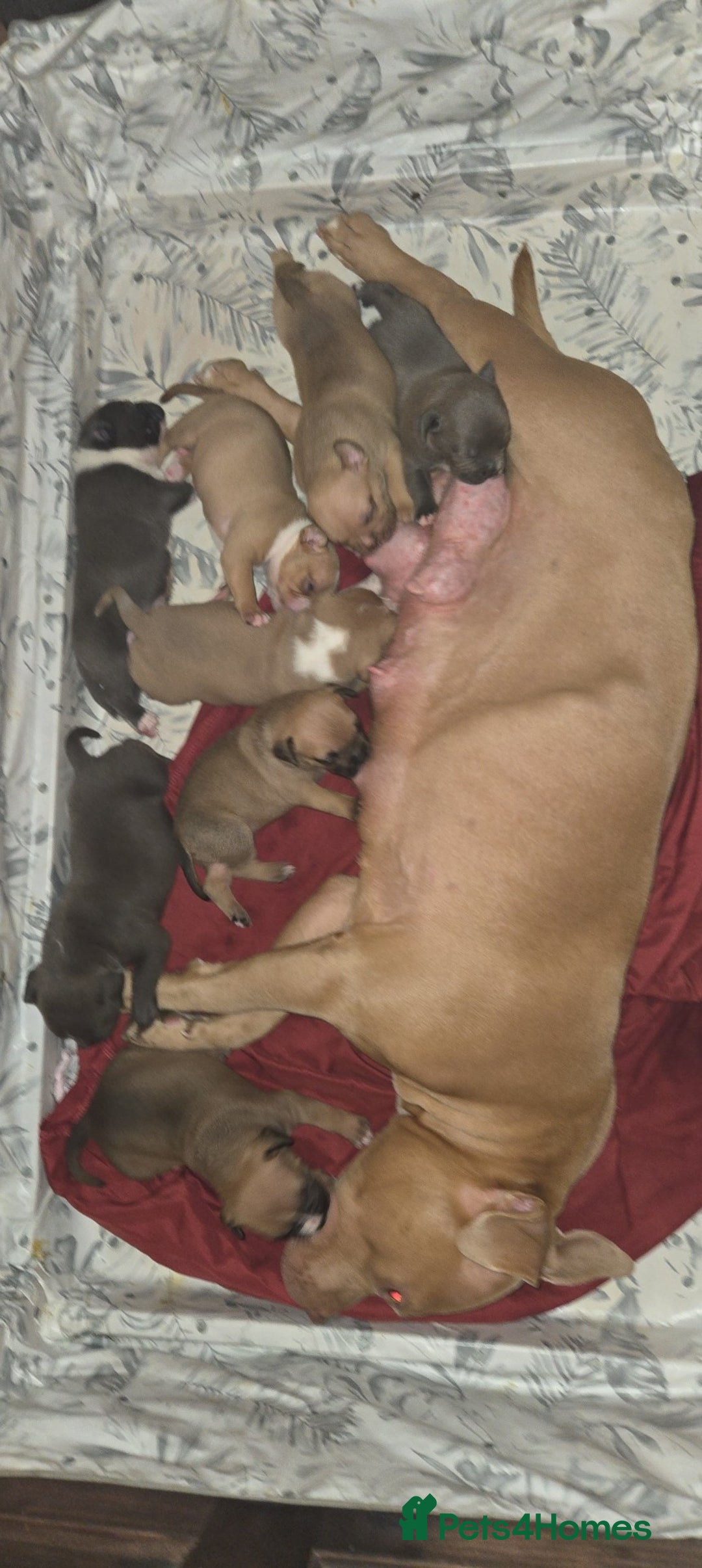 Mixed Breed dogs for sale: Pocket bully's  - Image 2