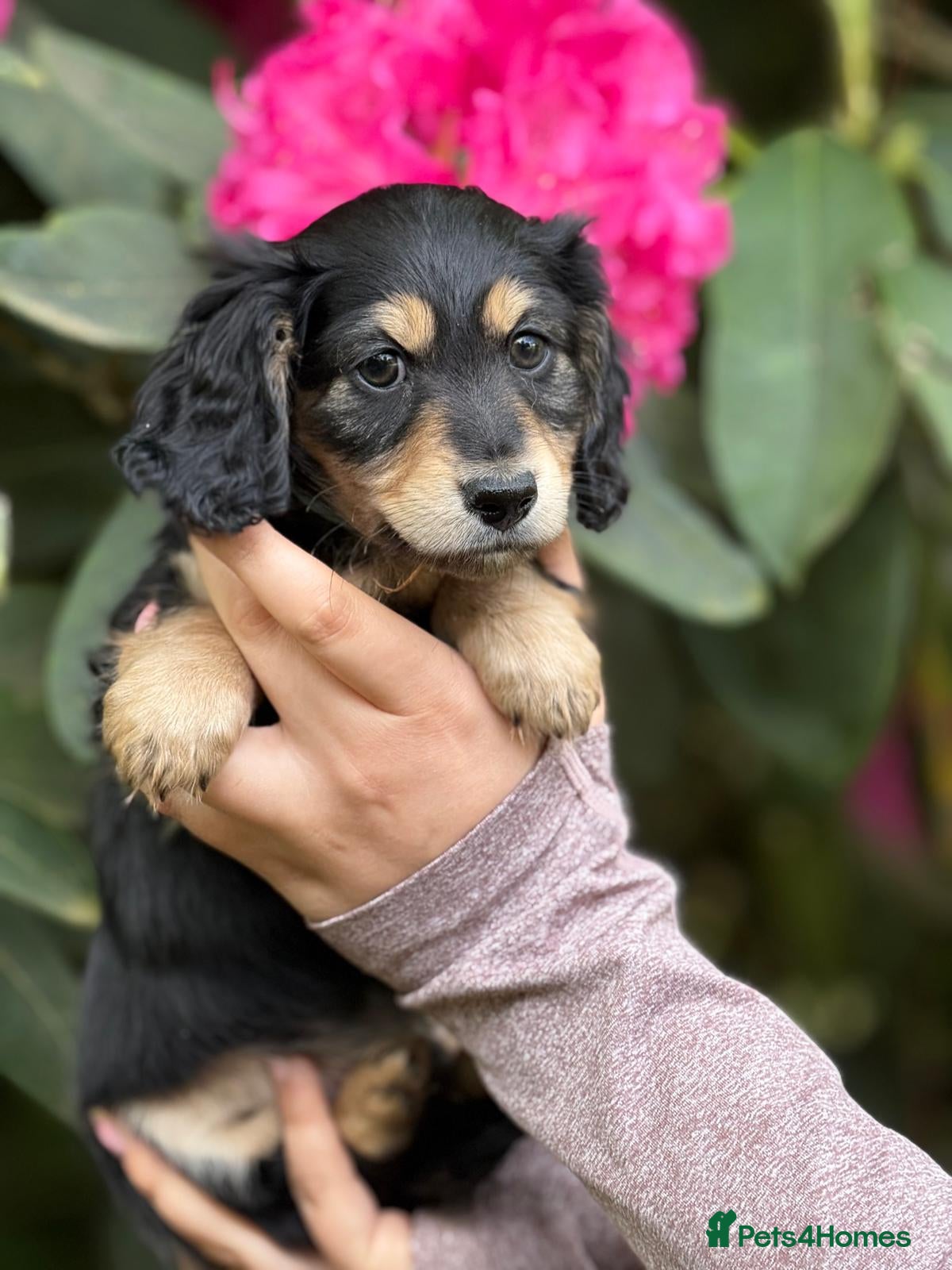 Miniature Dachshund dogs KC Long Hair Black And Cream Miniature Dachshund - Advert 2