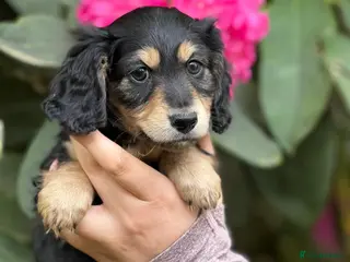 Miniature Dachshund dogs KC Long Hair Black And Cream Miniature Dachshund - Advert 2