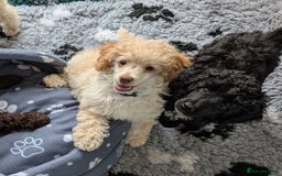 Miniature Poodle dogs for sale: Beautiful KC registered miniature poodles  - Image 2