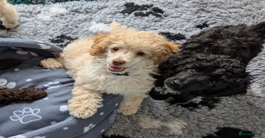 Miniature Poodle dogs - Advert 5