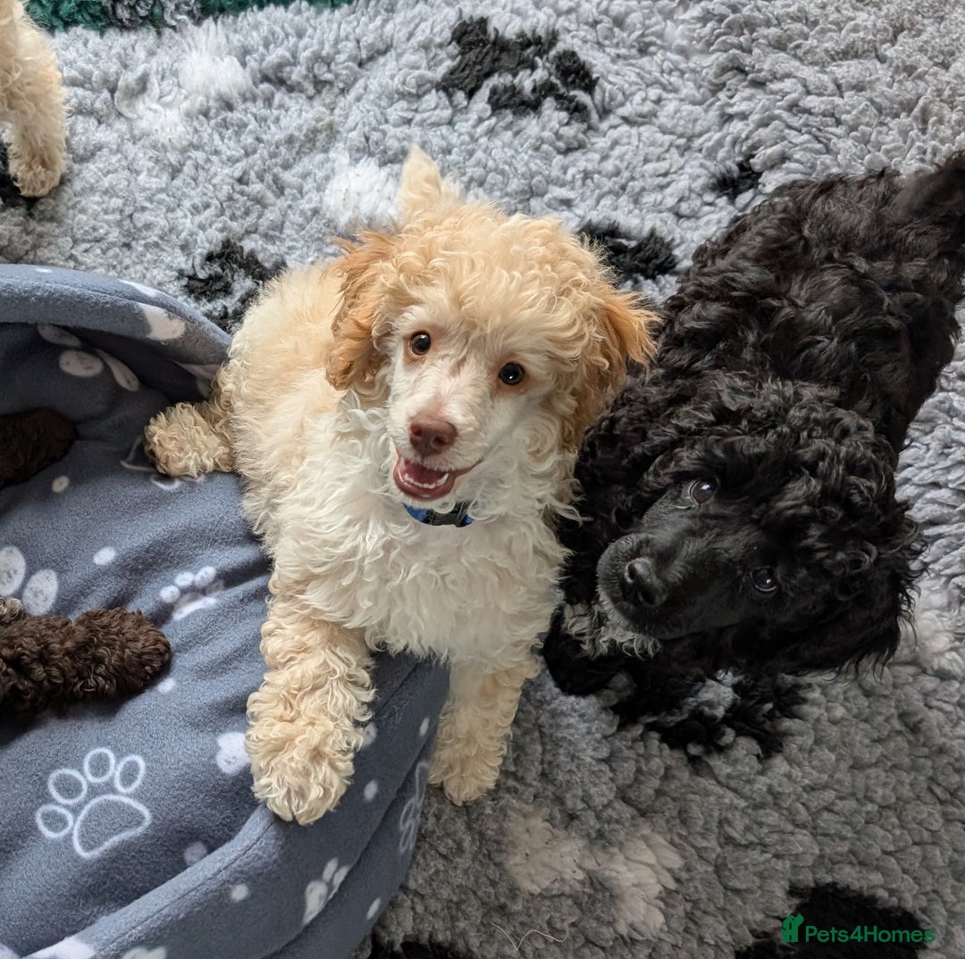 Miniature Poodle dogs for sale: Beautiful KC registered miniature poodles  - Image 2