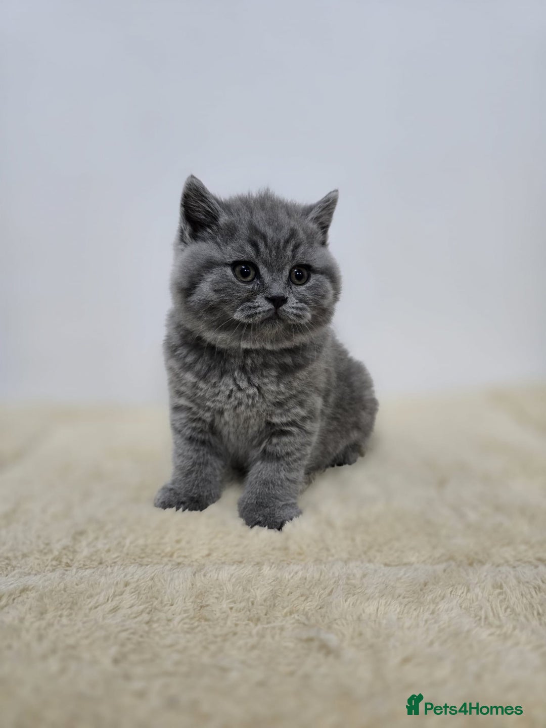 British Shorthair cats for sale: Gorgeous British Shorthair & Longhair Kittens - Advert 6
