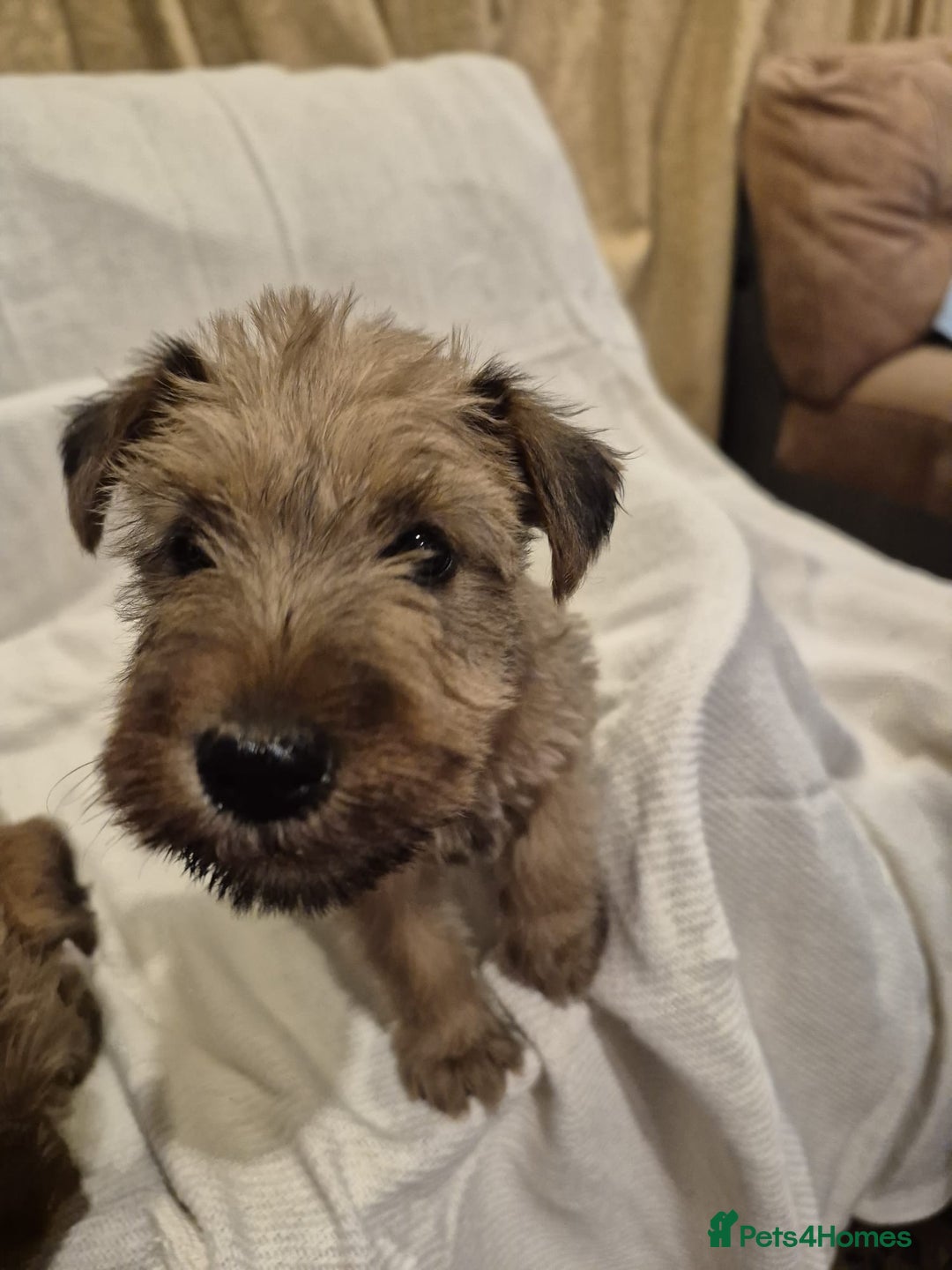 Irish Terrier dogs for sale: Home raised Irish terrier  - Image 4