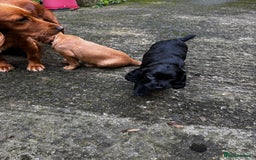 Cocker Spaniel dogs for sale: BLACK WORKING COCKER SPANIELS - Bitch and Dog - Image 7