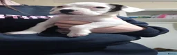 American Bulldog dogs for sale: American bulldogs looking for their forever home  in Stockton-on-Tees - Advert 6