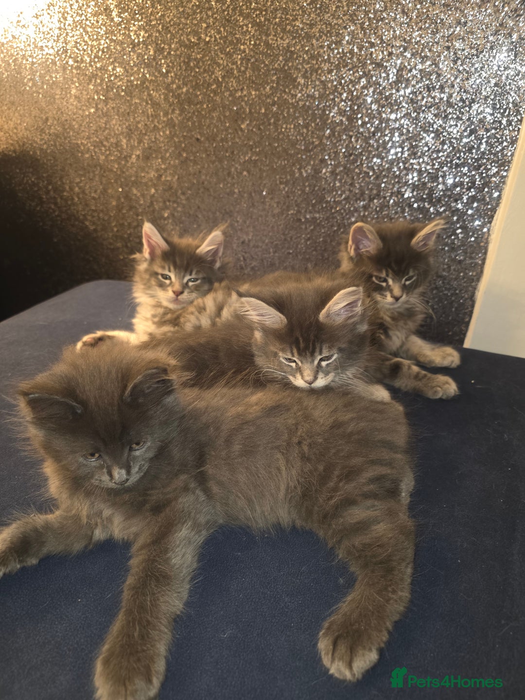 Maine Coon cats for sale: Maine Coon kittens  - Advert 8