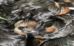 Cavapoo dogs for sale: Beautiful F1 cavapoos phantom 3 girls left 💜💖❤️ - Image 13