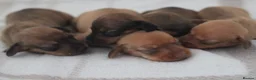 Miniature Dachshund dogs for sale: 4 Miniature Dachshund Pups Red Dapple - Shaded Red - Advert 4